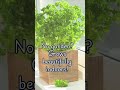 Parsley Magic: Grow it, Use it, Believe in it