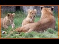 Slideshow: Twin lion cubs take first outdoor steps in Belgium