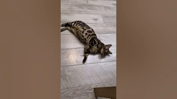 Watch the video about Do you like lying on the floor?❤️ #detroit #bengalcat