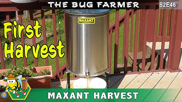 First Honey Harvest using the Maxant 3100P Honey extractor. 6.5 Gallons of honey.