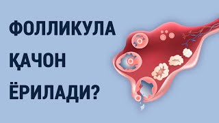 Фолликула қачон ёрилади?