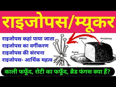 वीडियो: पीच राइजोपस रोट का क्या कारण है - पीच राइजोपस रोट लक्षणों को पहचानना