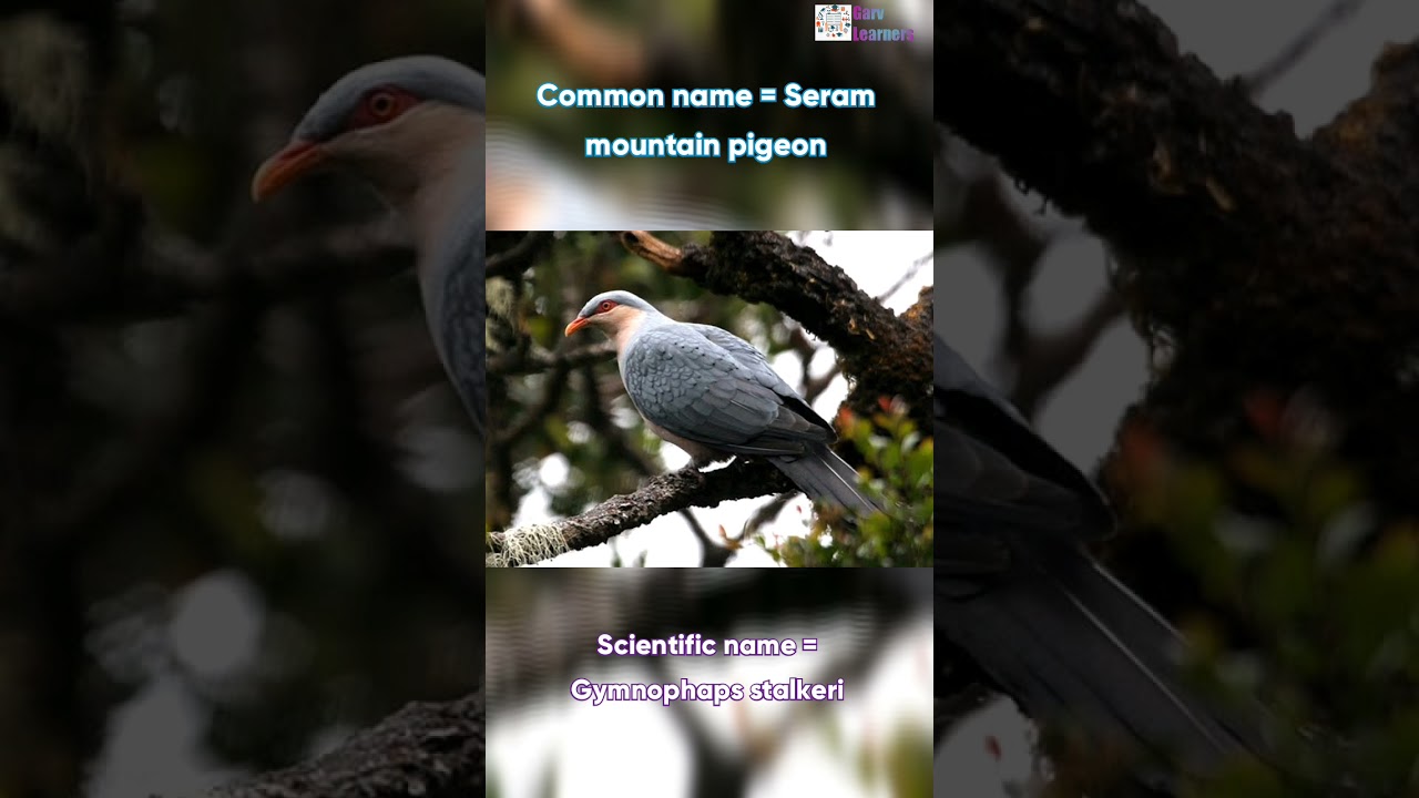 Scientific name of Seram mountain pigeon