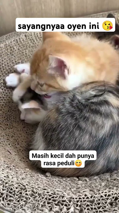 sayang nyaa oyen inii ma sodaranya ๐๐ #cat #shortvideo #funny #cutecat #kitten #shorts #pets #fun