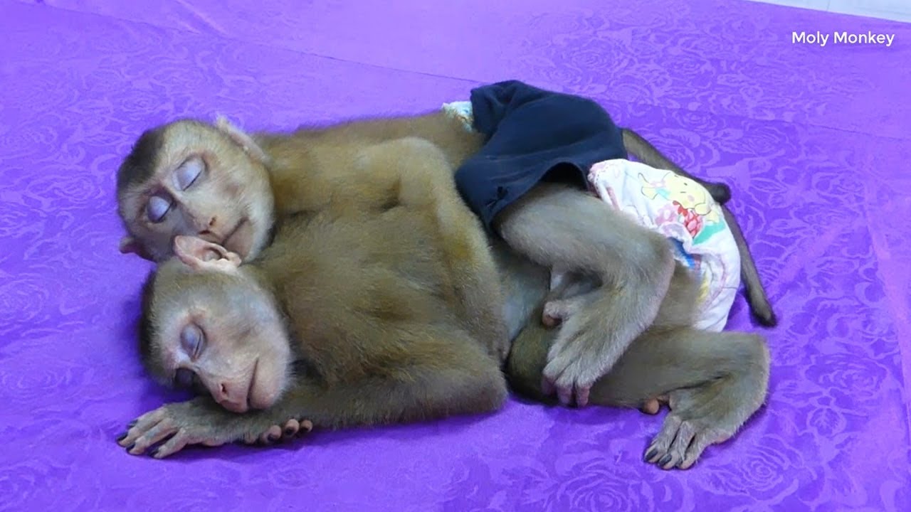 Mori And Dodo Relaxing Noon Time Routine