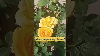 Different Types Of Rose