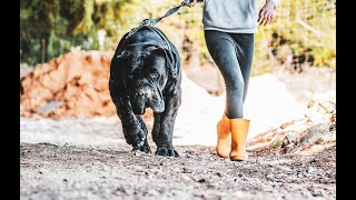 Black South African Mastiff