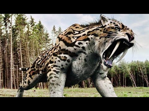 Saber Tooth Tiger  Prehistoric Predator  Full Documentary