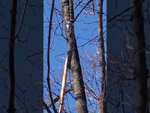 Увидеть, как дятел стучит по дереву - к здоровью и долгой жизни.