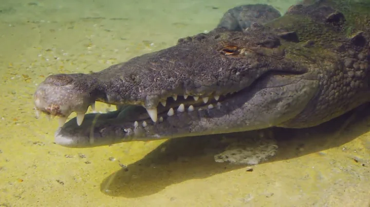 Crocodiles of Florida in 4K | Miami Zoo, Everglades Alligator Farm, St. Augustine | American, Cuban