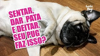 Como adestrar um Pug? | Amigo Pug