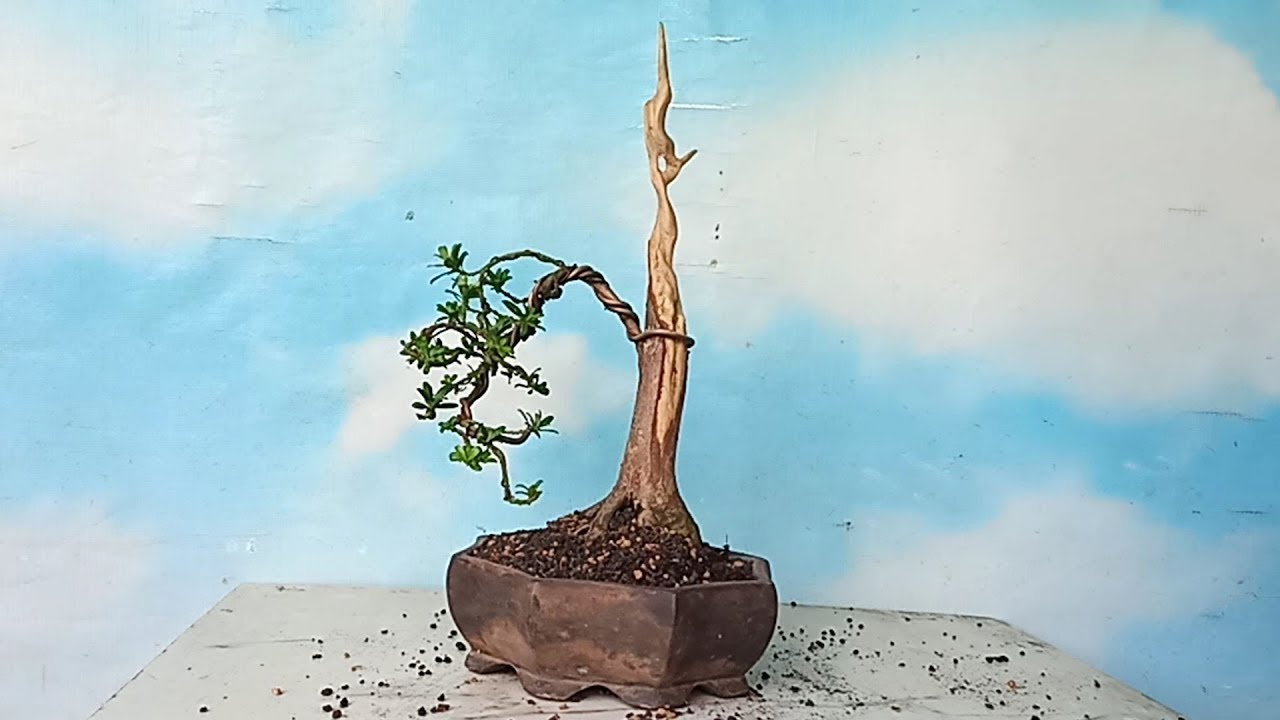 Bonsai Lohansung - Contoh Bonsai