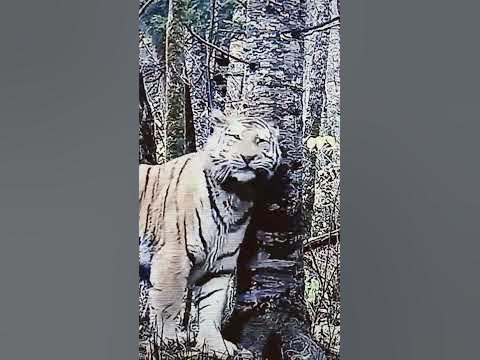 saltwater crocodile vs Siberian tiger in water #animal #edit - YouTube