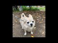 チワワの銀さん　ふるさとに帰る　おしゃべりペット