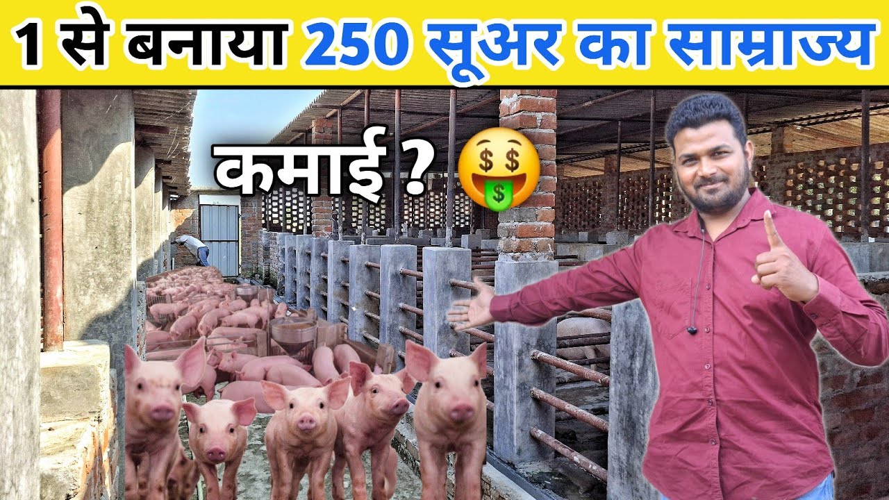 1 सूअर से बने लखपति 🤑💰 | Pig farming