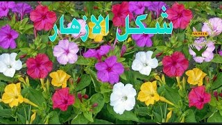 زراعة  شب الليل و يسمى أيضا اعجوبة البيرو. زهرة الساعة الرابعة. الة عباس. mirabilis jalapa