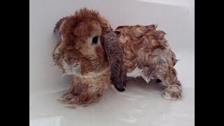 Små Djur Är Mycket Bra Och Söt