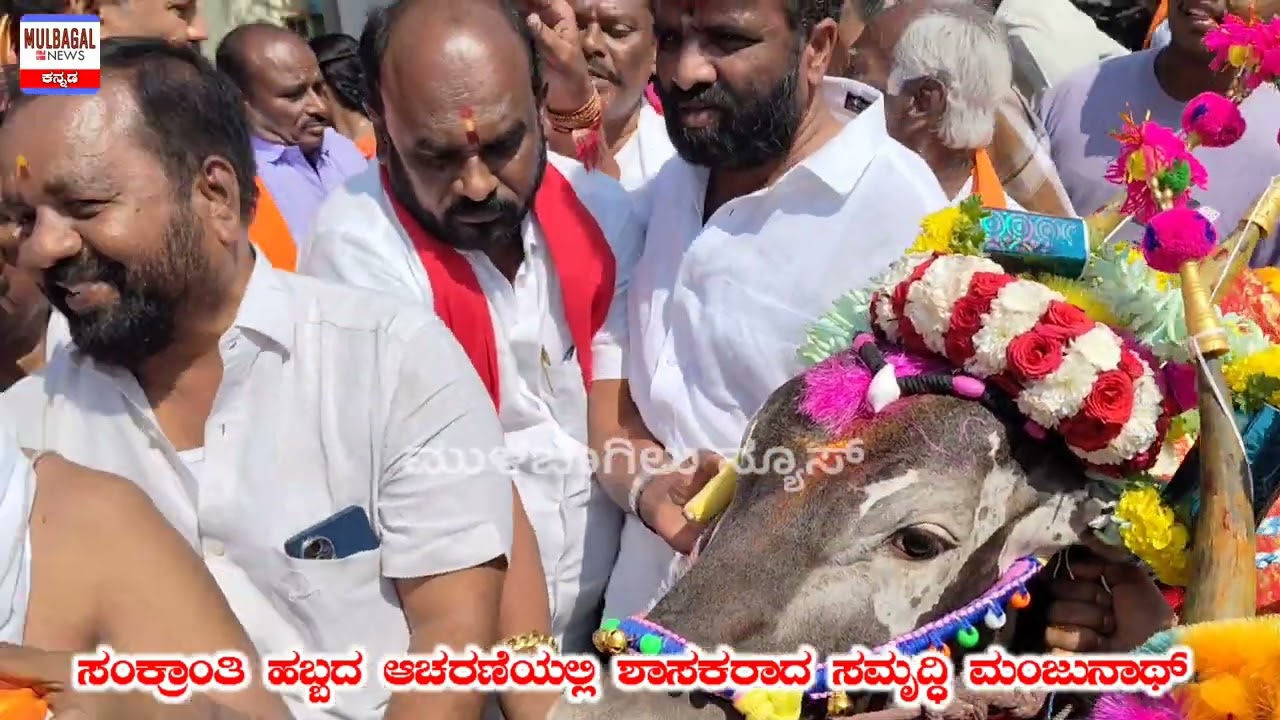 Sankranthi in MULBAGAL ಮುಳಬಾಗಿಲು ಸಂಕ್ರಾಂತಿ ಹಬ್ಬ.. ರಾಸುಗಳ ಮೆರವಣಿಗೆ 