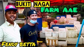 Melawat Farm Betta Bukit Naga//AAE Fendy Betta//ikan padu2