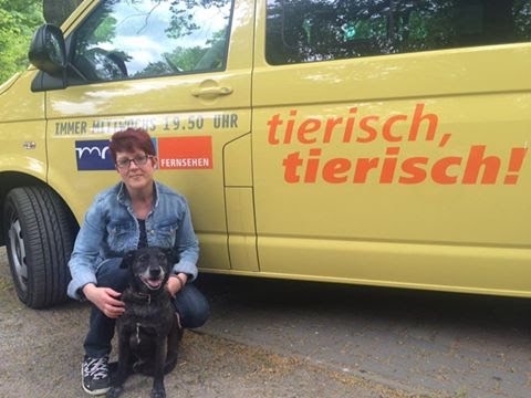 mdr tiere suchen ein zuhause mdr tiere suchen ein zuhause