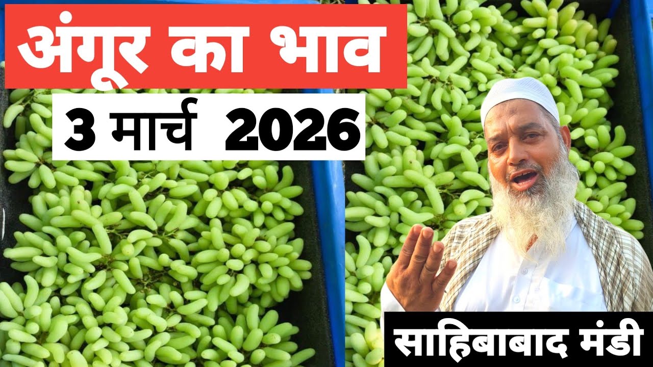 3 March 2026 🍇 अंगूर का भाव साहिबाबाद मंडी ॥ Today Grapes Rate in Sahibabad Mandi || Bharat ke Bazar