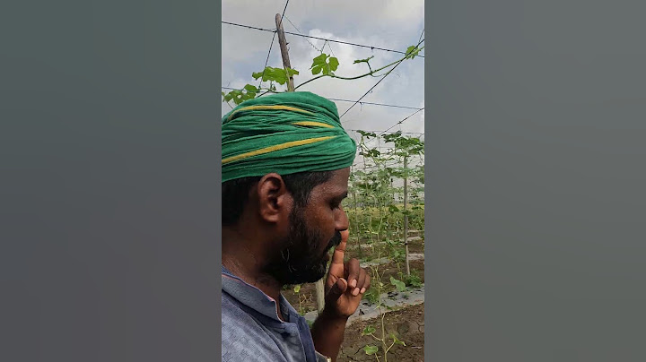 ஒரு ஏக்கர் அளவுக்கு ஏற்கனவே புடலங்காய் சாகுபடி பண்ணி உள்ளோம்