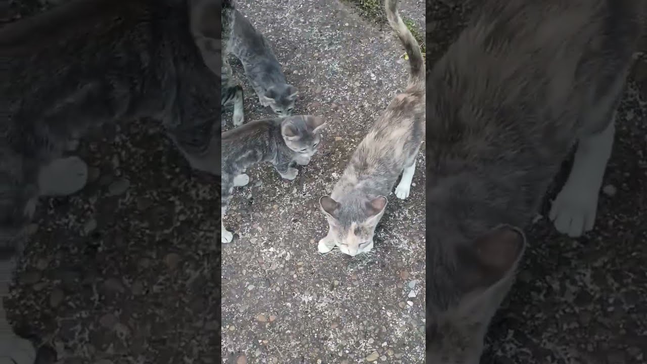 Mom Cat Being Mean Cats