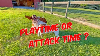 Wild Basset Playtime Shenanigans  ? 🐾 🐶  #puppy #bassethound #basset #dog by Life With Dogs And Horses ! 166 views 1 month ago 5 minutes, 46 seconds
