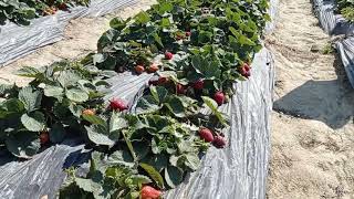 Strawberry Farm at Kamtin Country Club