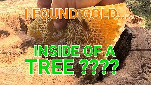 Bijen uit een boom verwijderen..GEWELDIG!