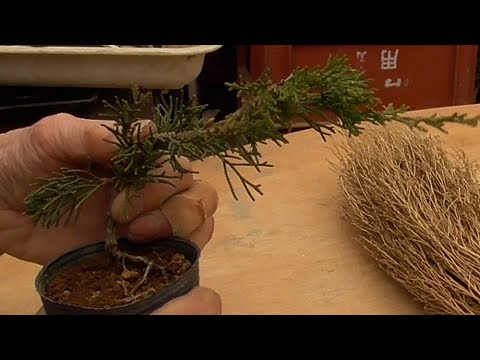 Cuttings of yew trees are placed on a half-hanging cliff. - YouTube