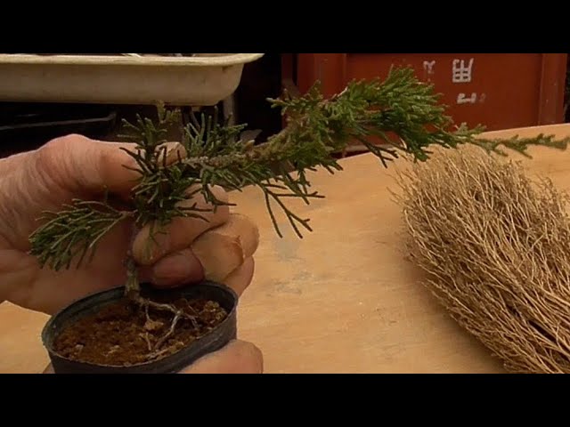 Cuttings of yew trees are placed on a half-hanging cliff. - YouTube