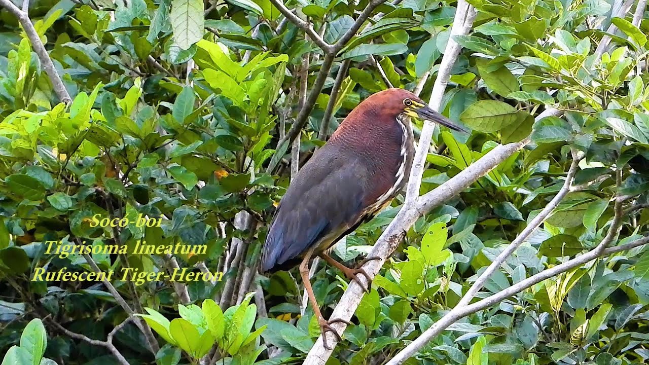 Socó boi empoleirado, Tigrisoma lineatum, Rufescent Tiger-Heron, Aves