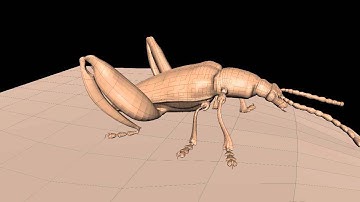 Mudbox Insect, basic wireframe.