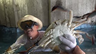 Capture a huge crab by hand! !!