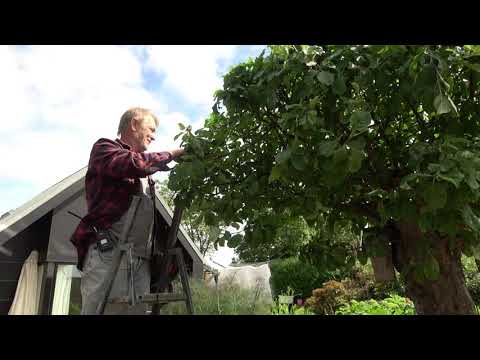 Video: Æbletræspleje I En Ung Have