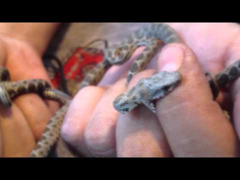 صغار الرقطاء البقلاويه الغير سامه لا تغير على اوصافهم مع جمال العمواسي