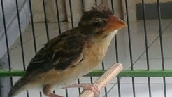 Burung Manyar Kelapa Jantan Betina Free Music Download