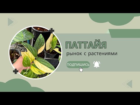 Растения в Тайланде: