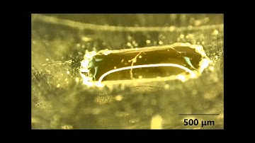 Dehydration and Rehydration of Aqueous Two Phase System_FRUITS LAB