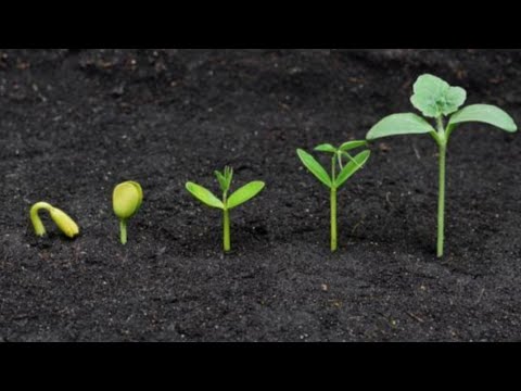 Video: ¿Los cotiledones tienen semillas?