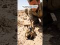 Inside a Scorpion Burrow — Micro Camera POV