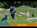 Wildpark Bad Mergentheim Imagefilm 2016