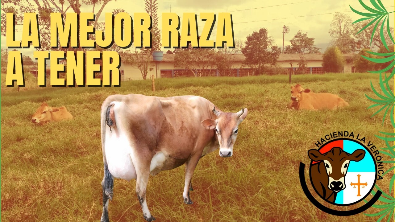 JERSEY LA MEJOR VACA A TENER EN UNA LECHERIA