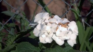 Marlborough Hydrangea Garden Community Park Plaza