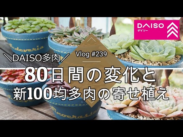 Vlog239 多肉植物 Daiso多肉80日間の変化と新100均多肉の寄せ植え ダイソー多肉 寄せ植え Youtube