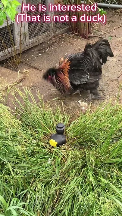 Rating how the ducks react to a rubber duck 🦆 (50 Sub Special) - YouTube