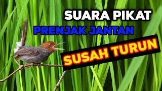 Suara pikat Prenjak susah turun ||| SUARA PIKAT PRENJAK JANTAN