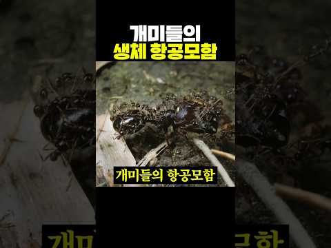 <strong>개미들의</strong> 생체 항공모함