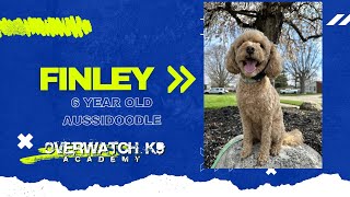 Finley | 6 Year Old Aussidoodle  | 14 Day Advanced Training Journey | Leash Manners | Door Manners |